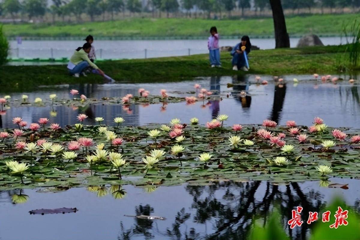 水生植物基地武汉图片