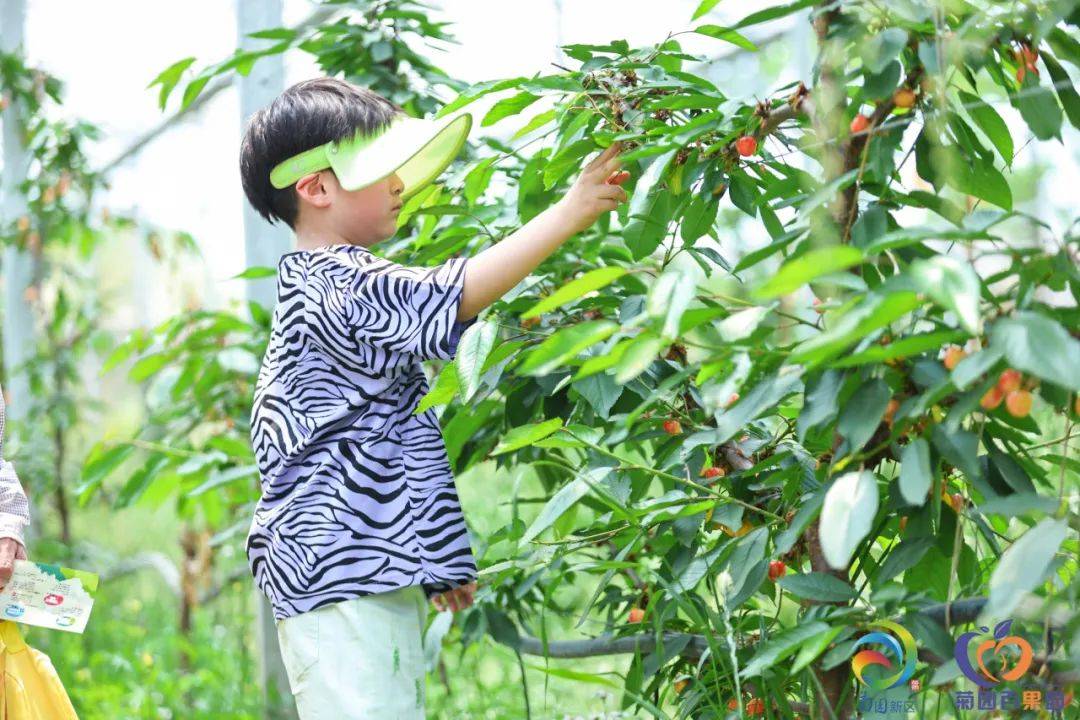 快来看!2024上海·菊园百果园樱桃文化节开幕啦