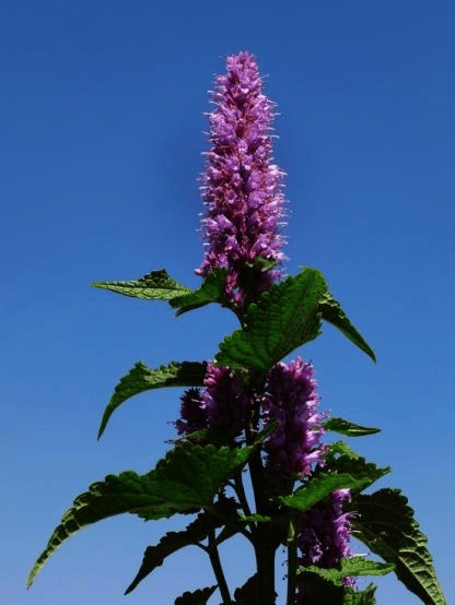 【中药小故事】每天认识一味药(十)→藿香