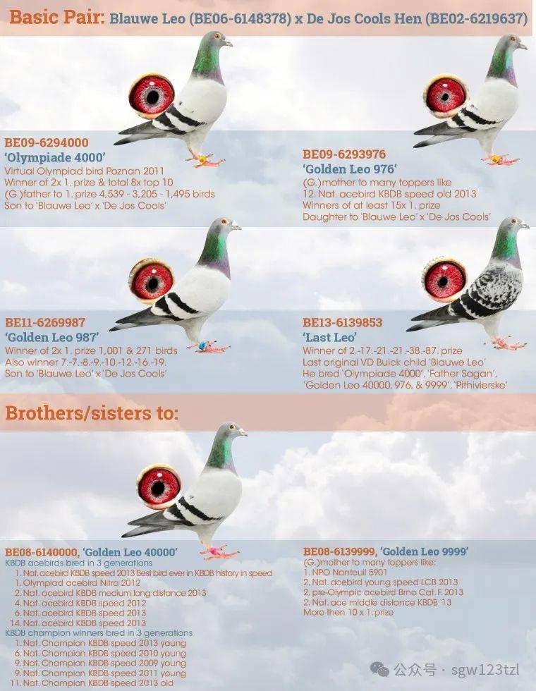 迪克.凡登布克如何建立起来的快速鸽系