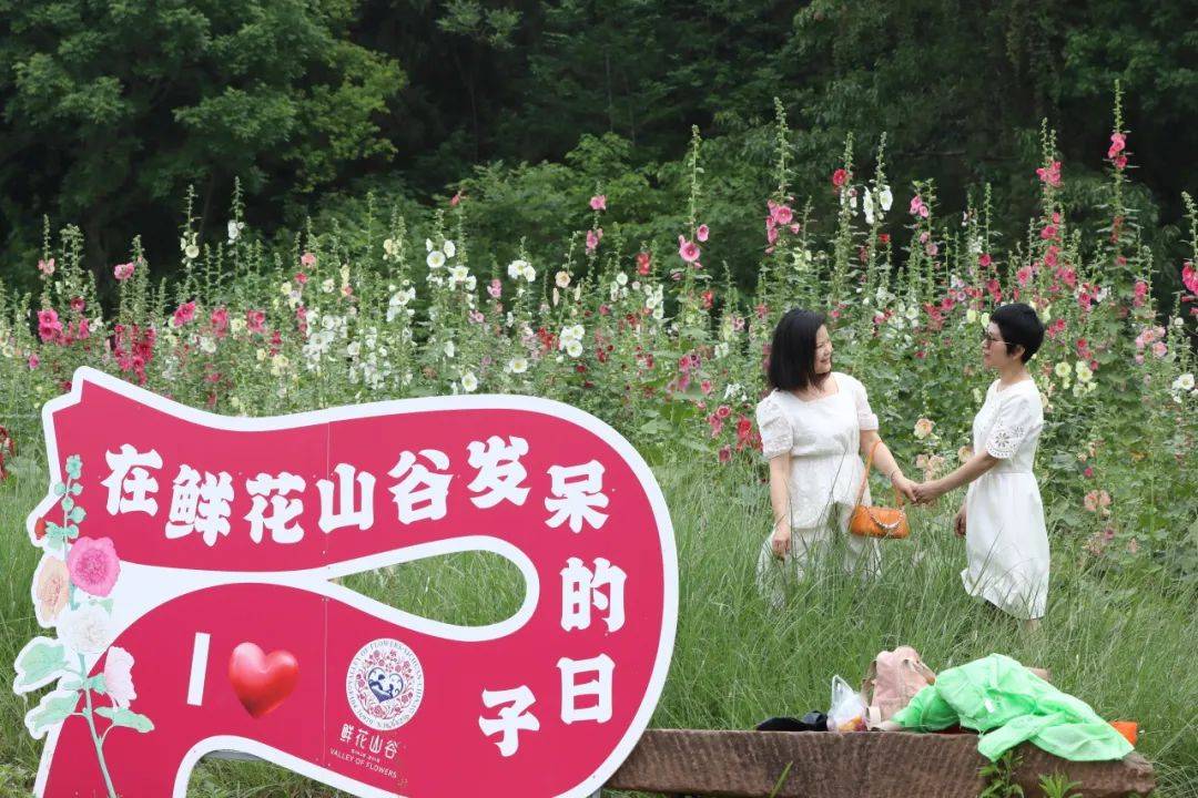 随便拍都很出片~看成片的蜀葵花开成海漫步在鲜花山谷5月正是蜀葵花