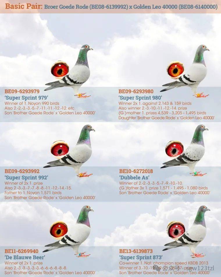 迪克.凡登布克如何建立起来的快速鸽系