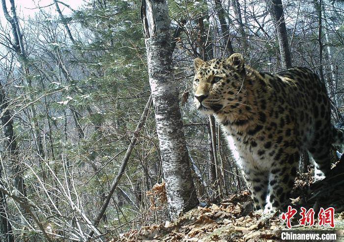 中国野生东北虎豹种群数量增长到150只左右