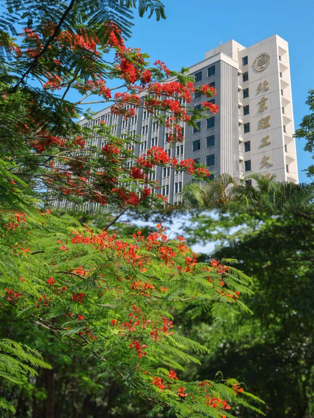 北京理工大学珠海学院不仅仅是凤凰花,在珠海的街头巷尾,你总能不经意