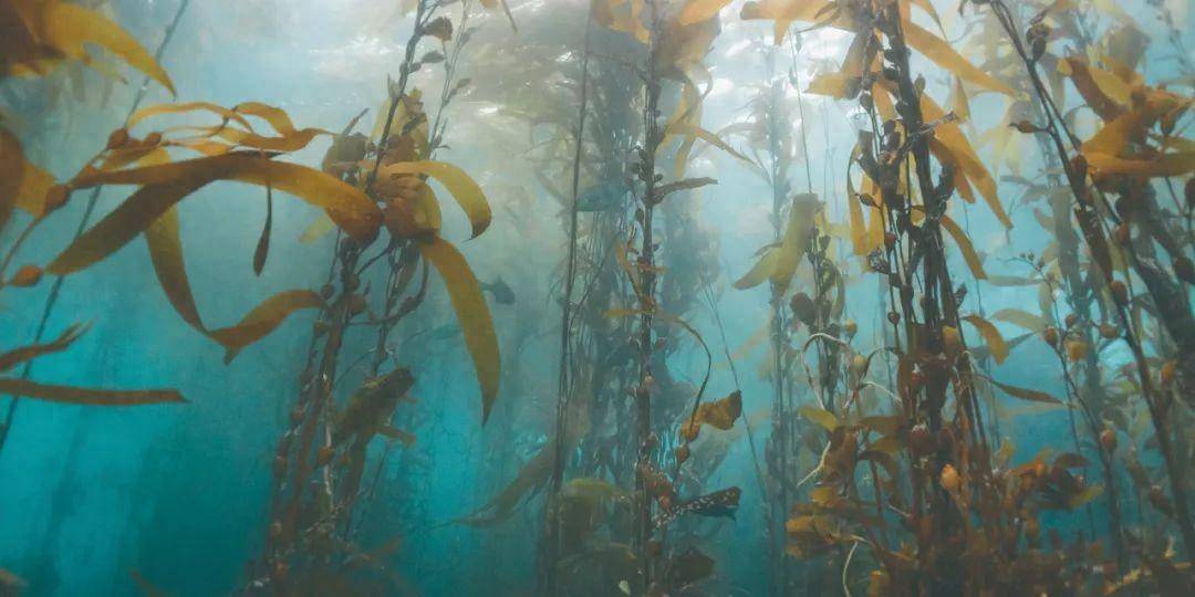 被全人类寄予厚望的海藻有何特殊之处?