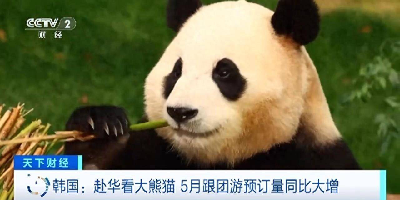   来中国看大熊猫吧！韩国的中国之行持续火热。