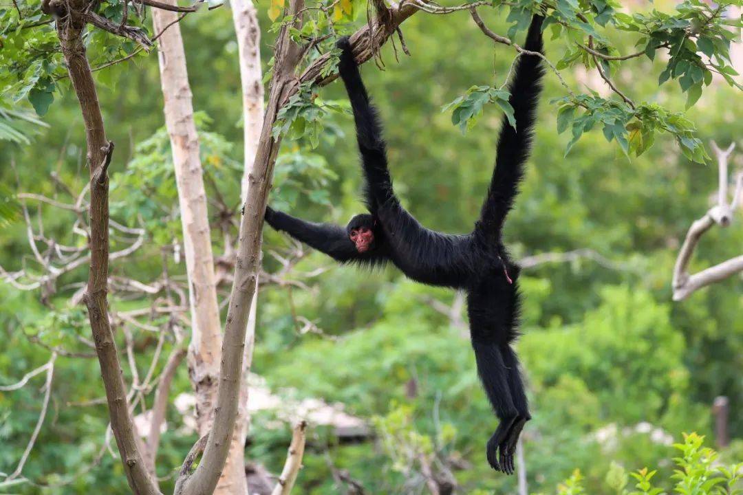 惊现"蜘蛛侠"!原来是自带安全带的"吗喽"呀~_尾巴_灵猴_身体