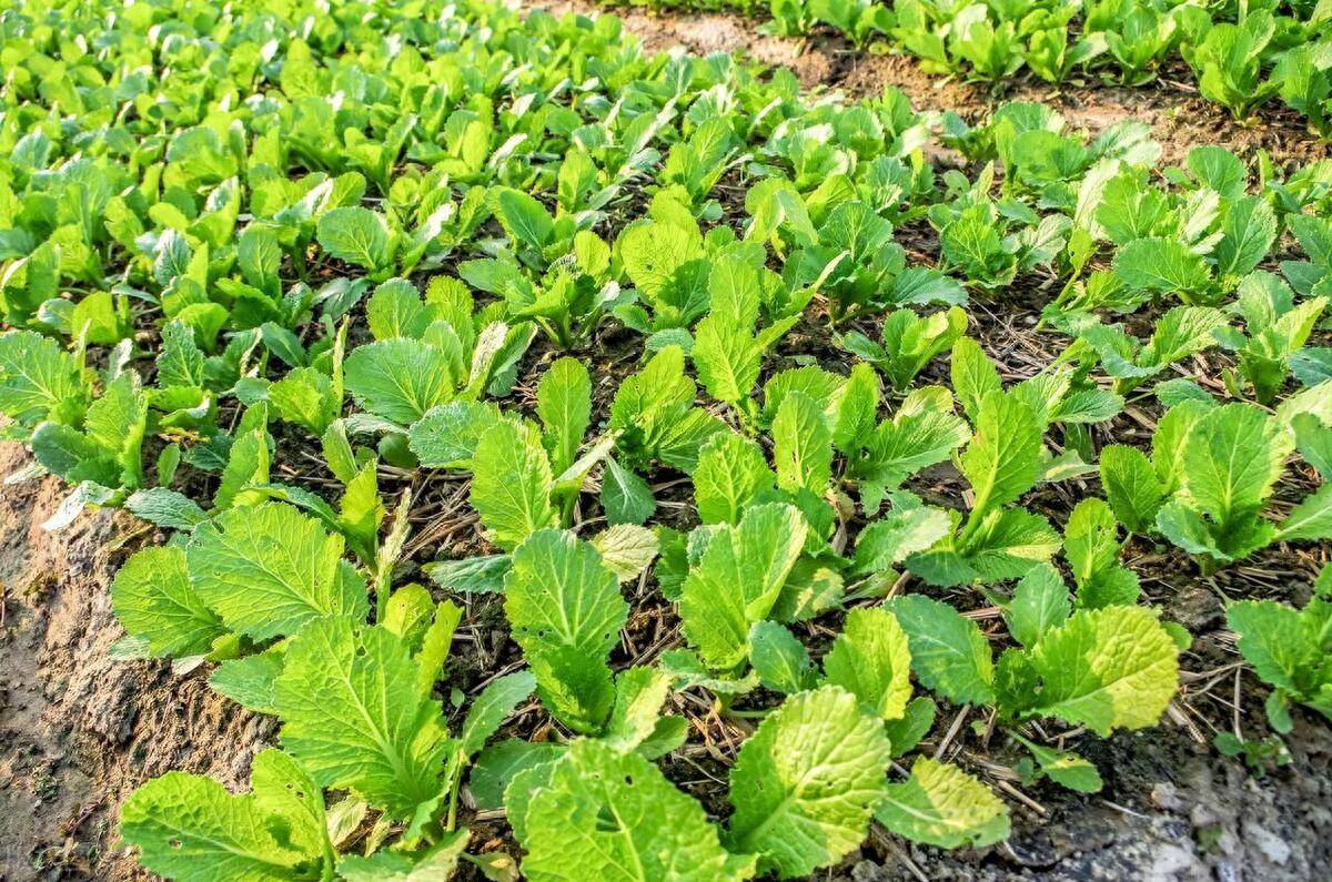 品种受青睐 技术解难题优质轻简化助蔬菜生产省工增效