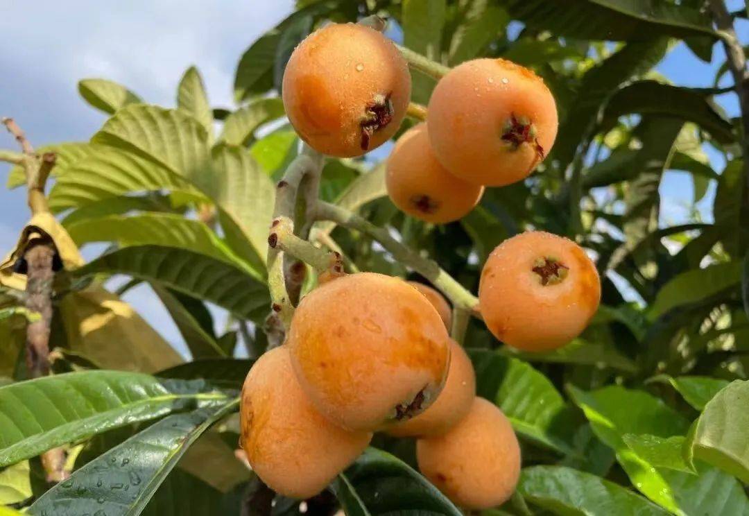 【小满·看大理】却把青梅嗅_洱源_梅子_雕梅