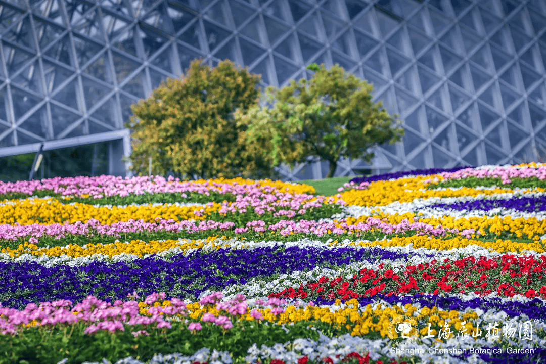 而在花坛花卉选择上,为了突显春夏季节的清丽明快,并应对今年春夏雨水