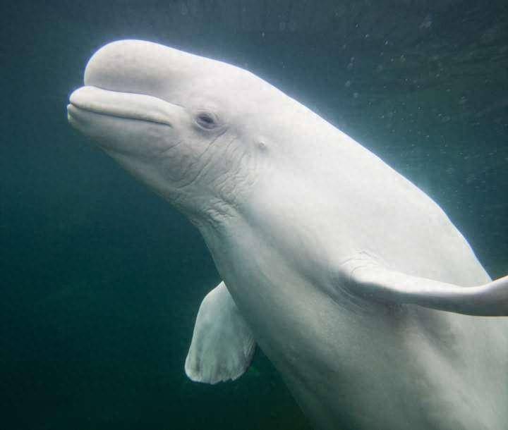 该国称发现最古老白鱀豚化石!好在我国的更早