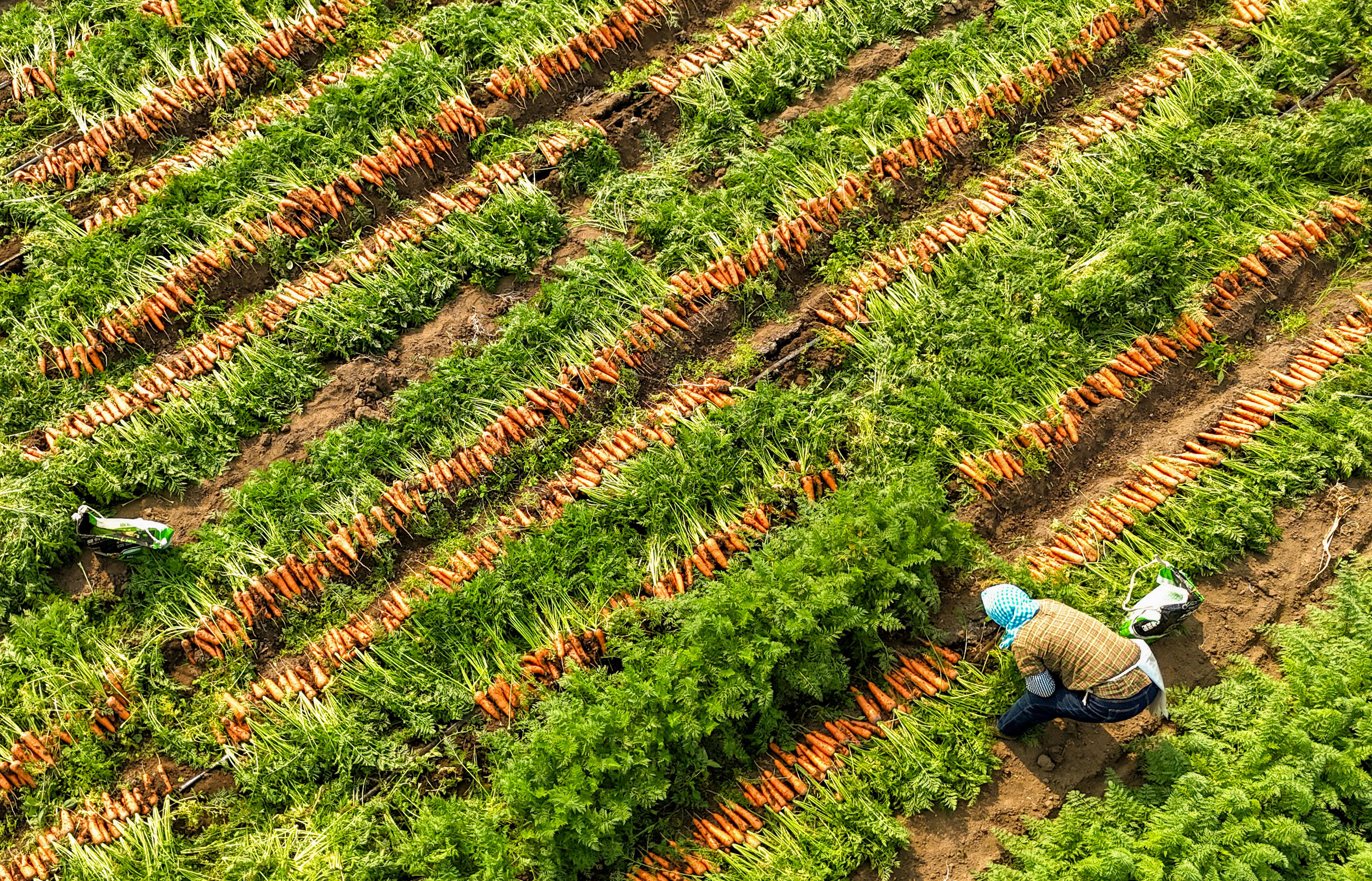 山东莱西:胡萝卜获丰收