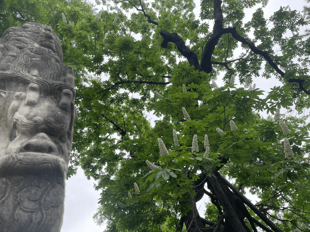 门头沟潭柘寺:娑罗花开,古刹禅意盎然