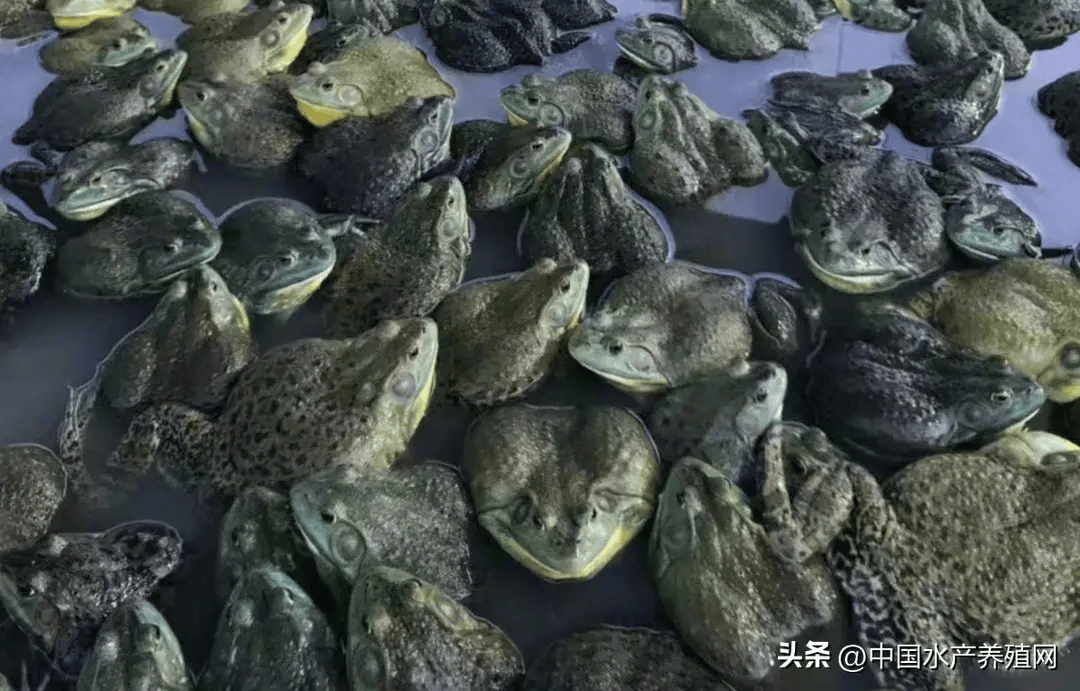 1元/斤,暴利牛蛙回来了?100万吨的超级品种要翻身?
