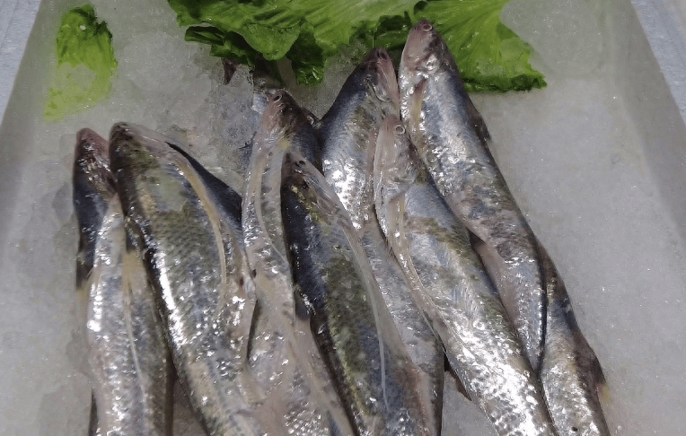 然而今年的刀鱼从上市就一直"遇冷",没有了往年那种供不应求的火爆