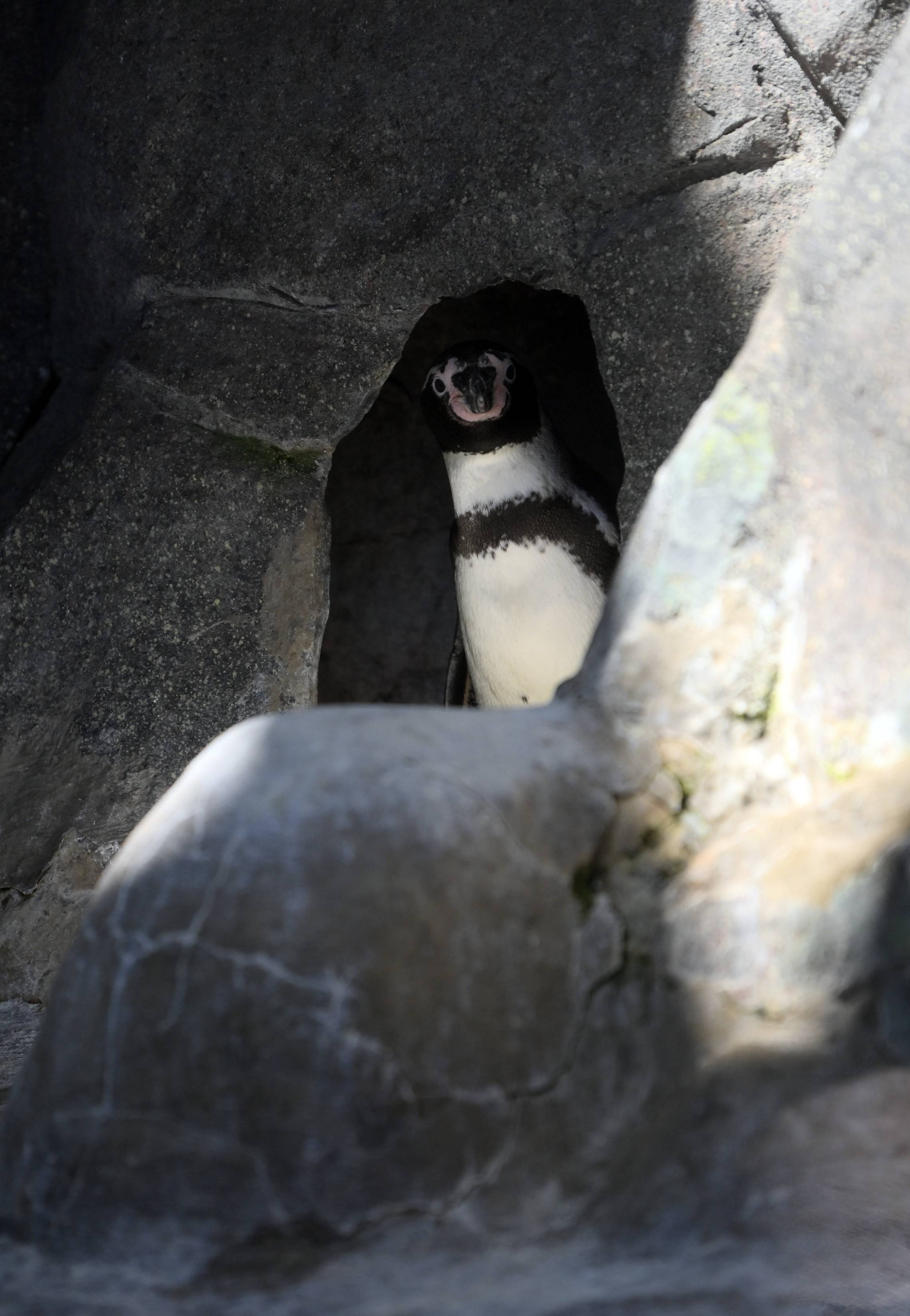 莫斯科动物园的动物们