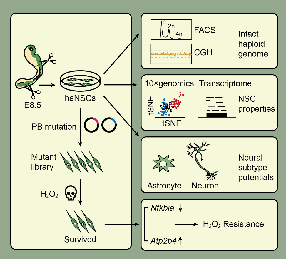 天津师范大学高倩as:利用单倍体神经干细胞揭示神经祖细胞氧化应激