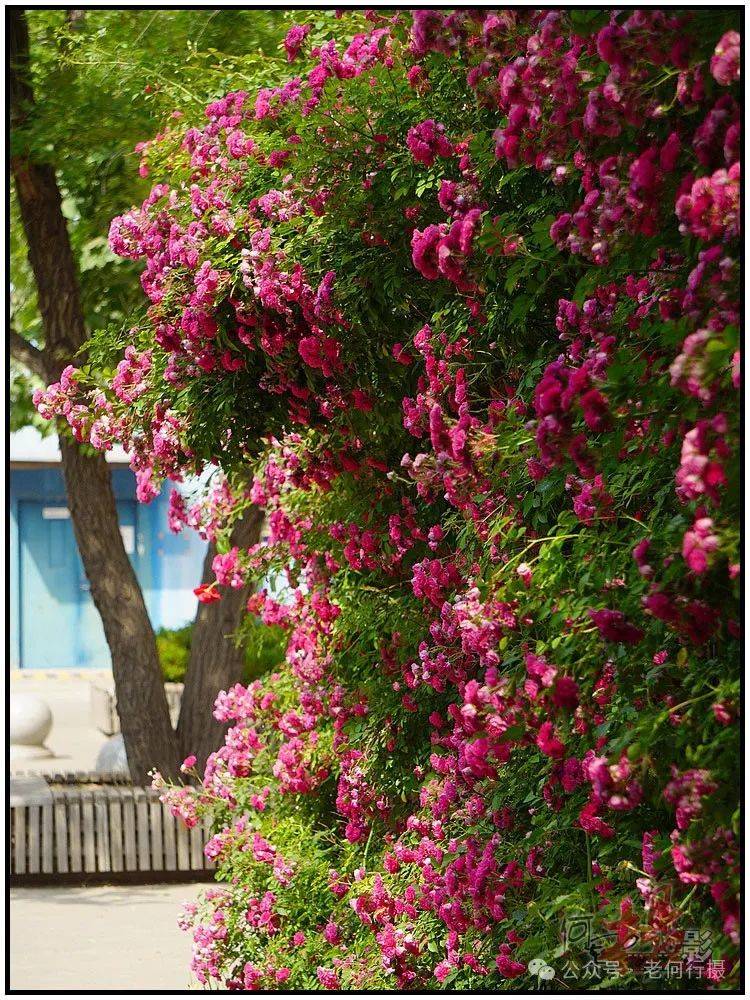 【图集】路遇蔷薇花墙