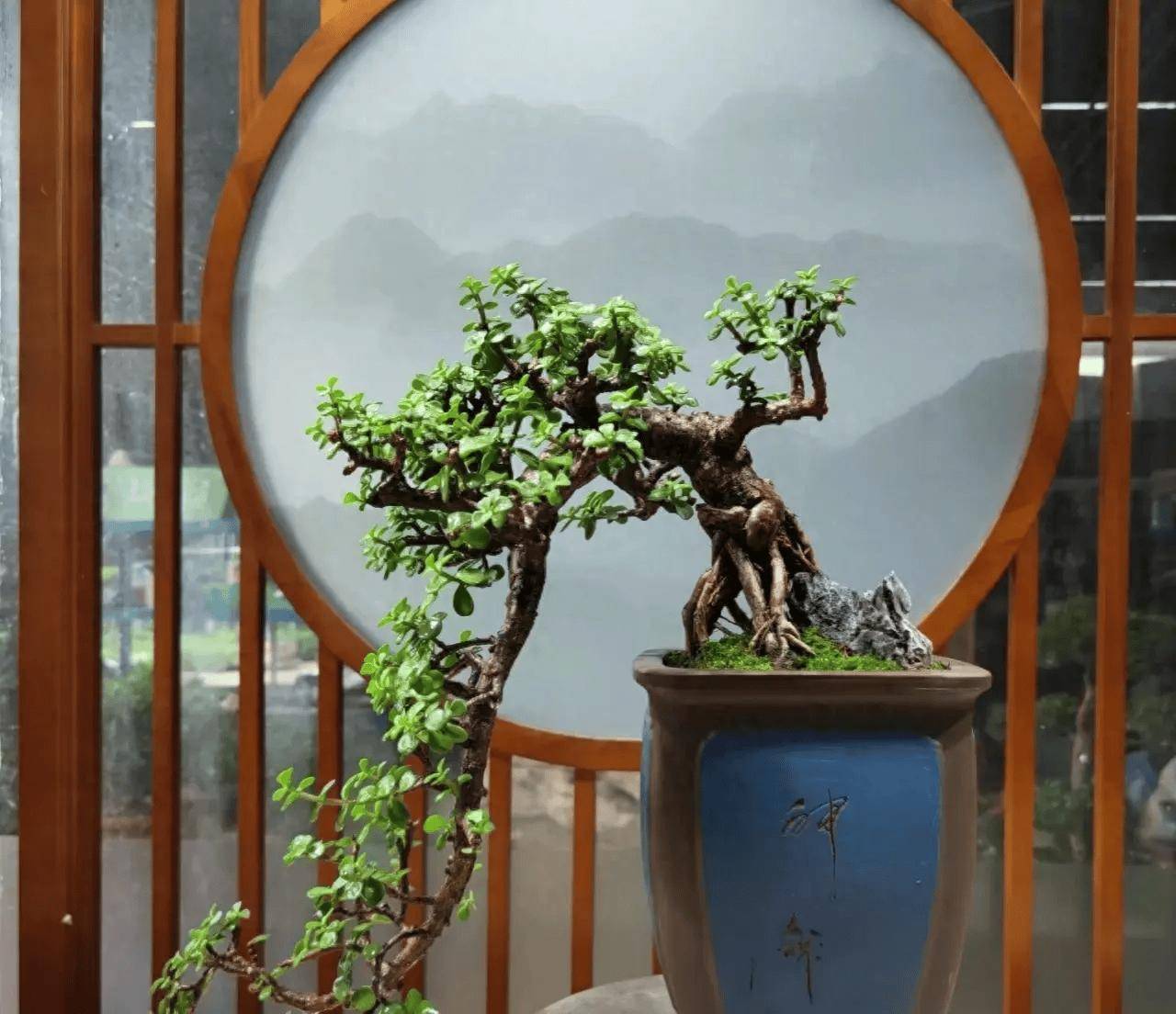 玉叶,因为它是一种很漂亮的盆栽,经过修剪养护,还能变成漂亮的盆景