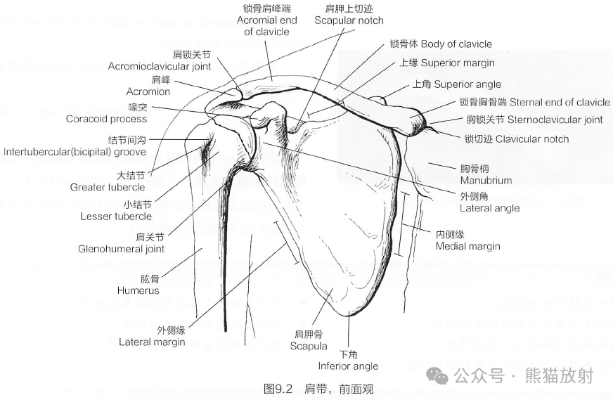 肩膀构造图解图片