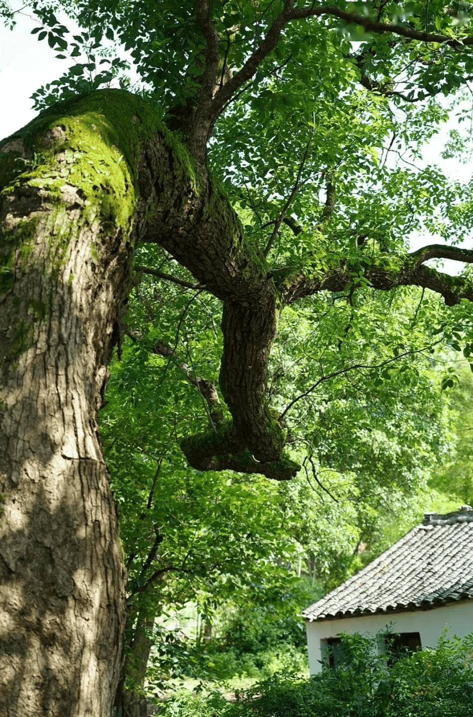 夏天均温23℃,一半向海,一半是山,这座杨梅味儿的
