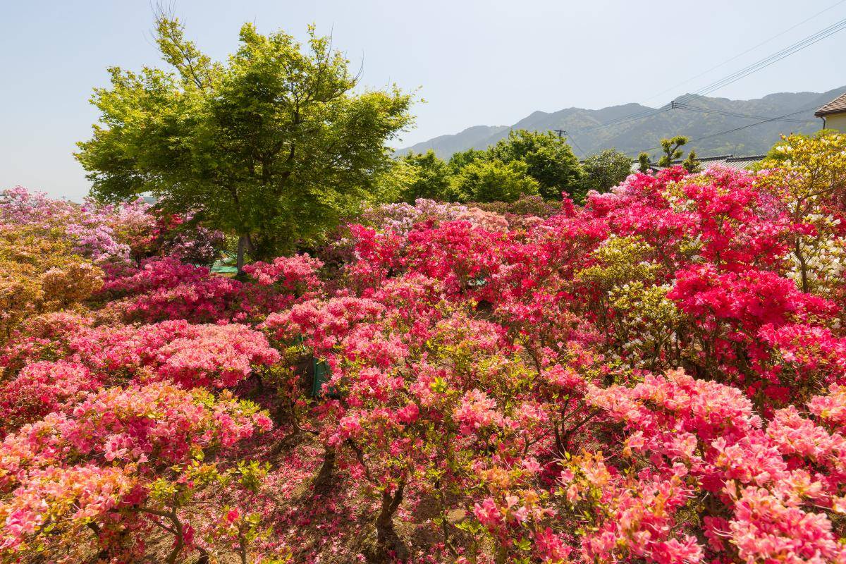 昆明花海景点图片图片