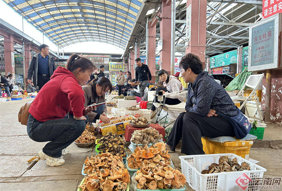 云南木水花市场野生菌大量上市 便宜的只卖50块一公斤