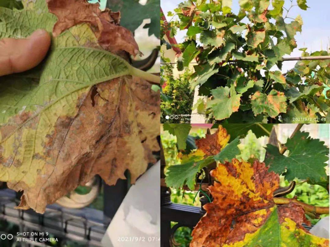 【赣南种植】6大"不重视",害惨了你的葡萄!亡羊补牢还来得及