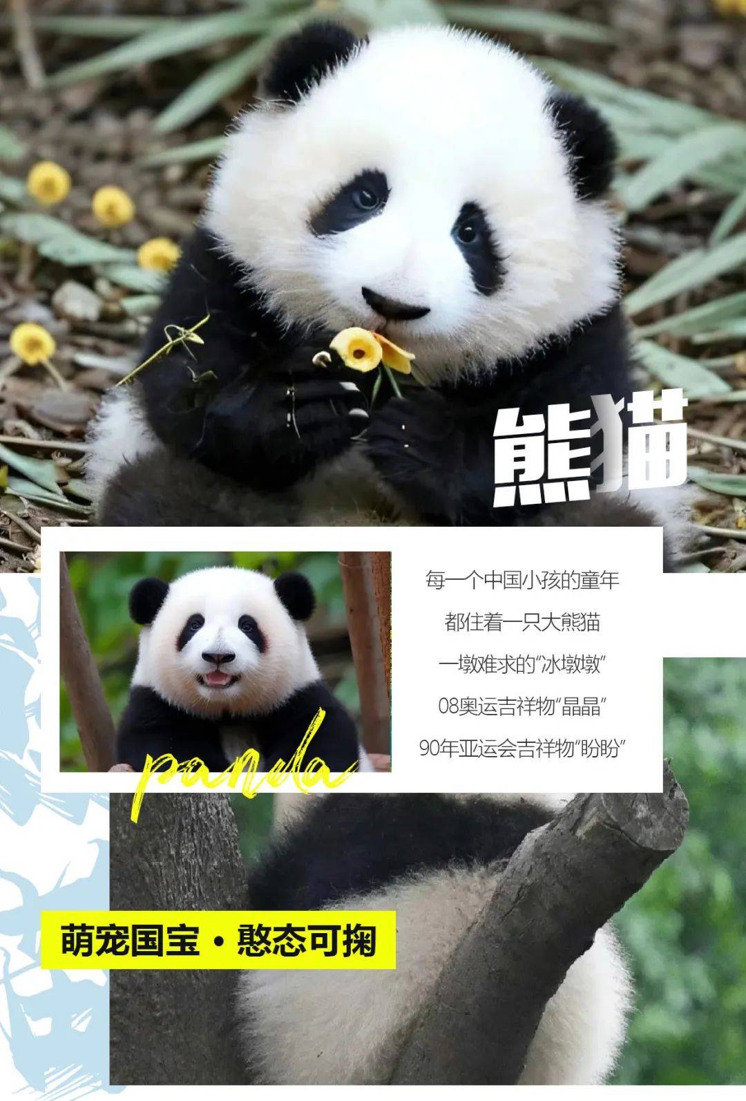 野生大熊猫进村图片