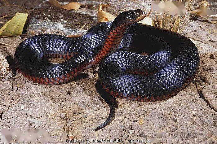 澳洲毒蛇在姐们车里安家,4个专家抓不到!