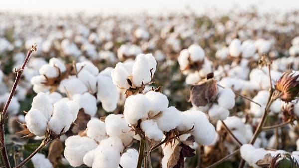 据中储棉信息中心消息,为进一步掌握2024年中国棉花种植意向,国家棉花