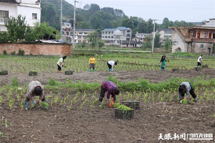 【高质量发展蹲点采访】黄平旧州镇:移栽酒用高粱 播种致富希望