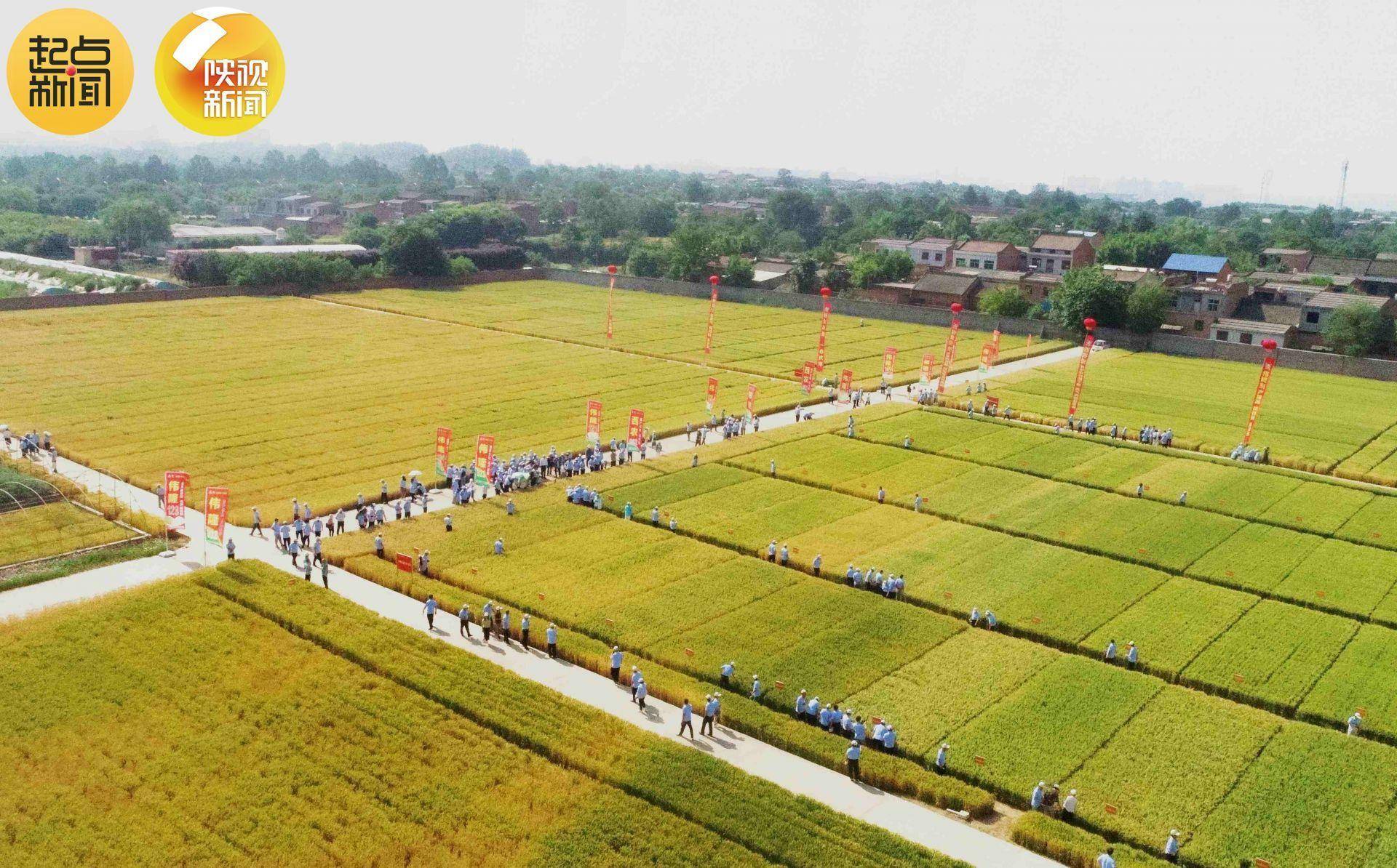 上新了 中国"芯"!杨凌培育的小麦优质新品种全新发布