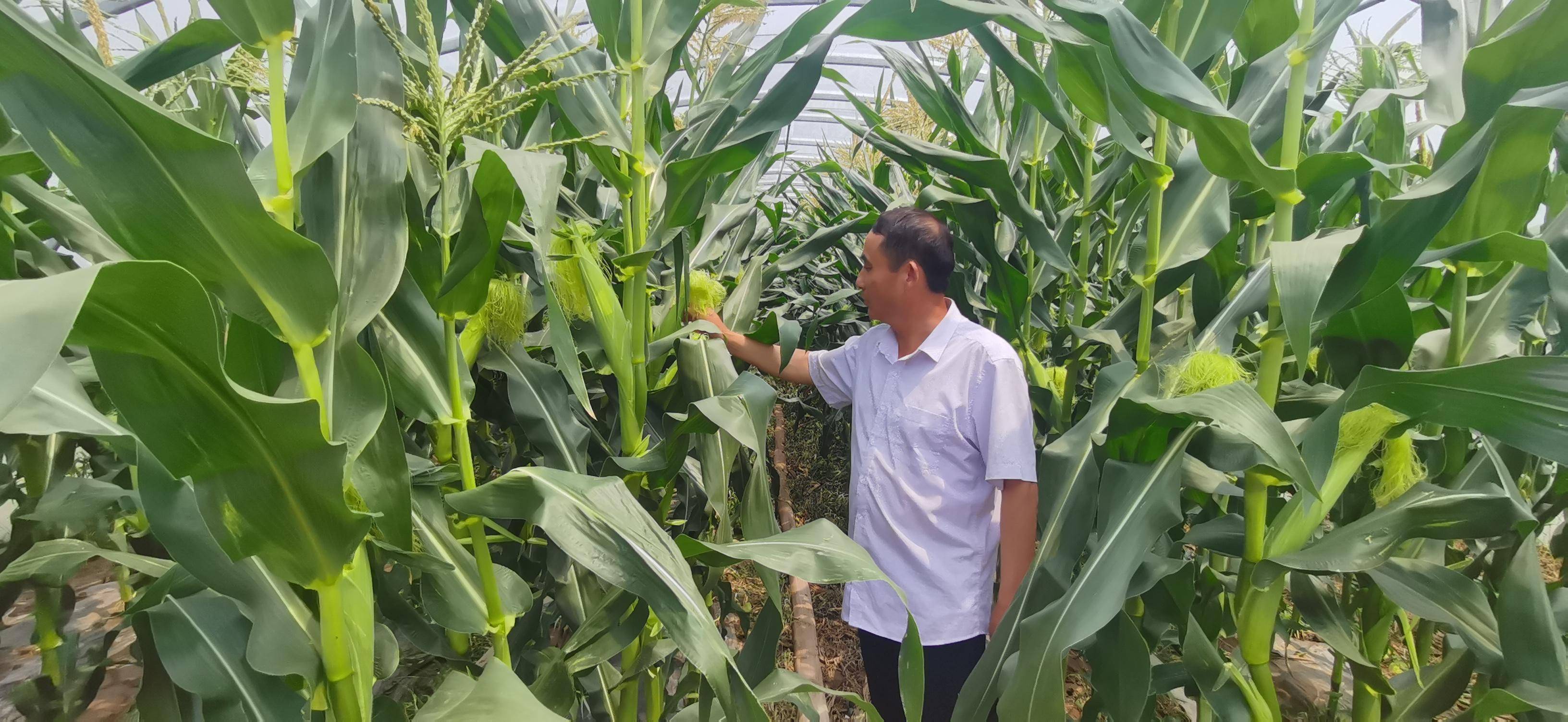 中药材元胡的种植技术要点