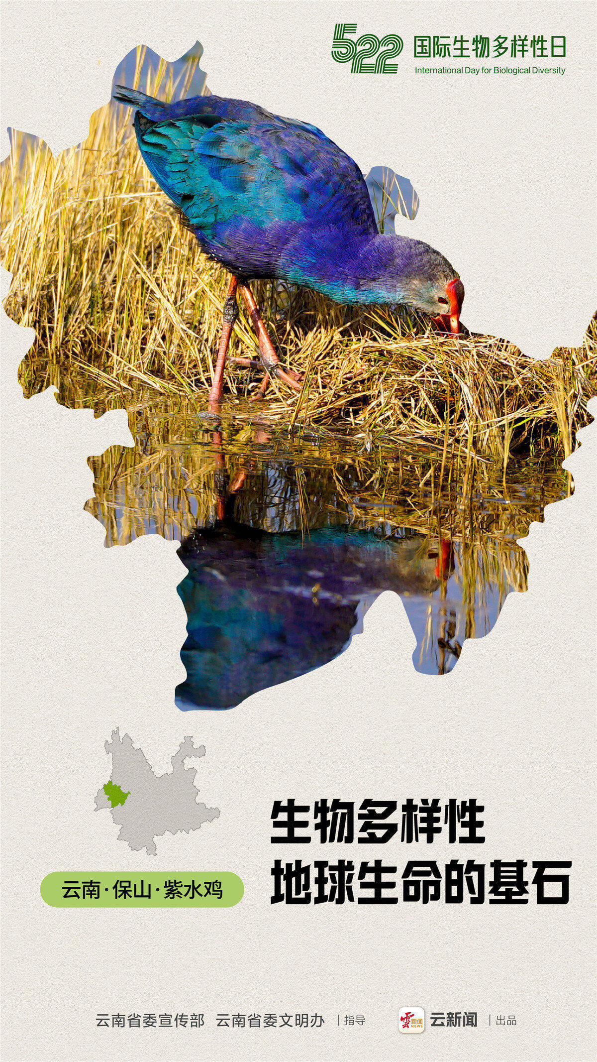 海报丨国际生物多样性日 生物多样性 你我共参与_云南省委_新闻_设计