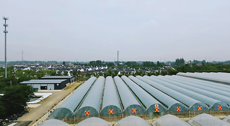 "小糖丸"上市,鲜甜鲜甜的_西瓜_种植_马坝镇