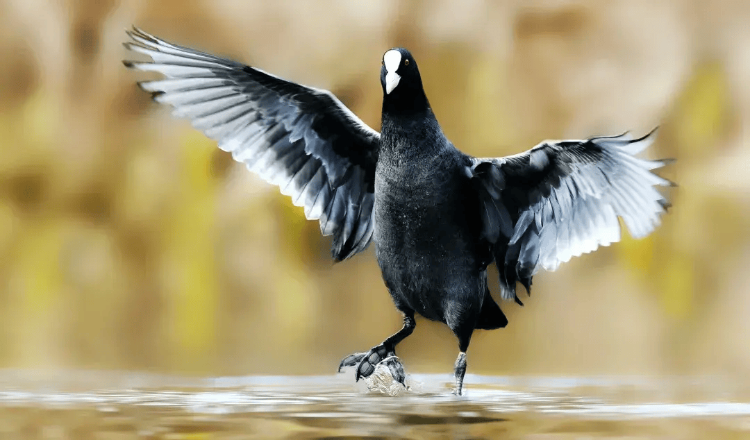 壁纸 动物 鸟 鸟类 雀 桌面 1080_634