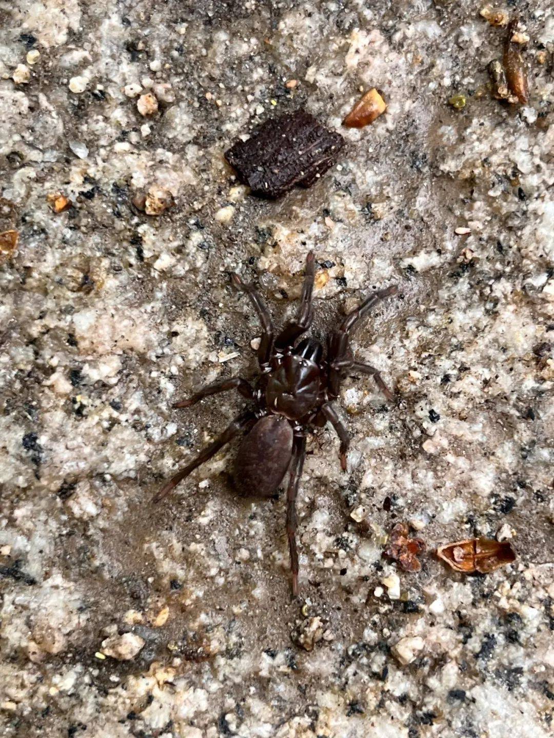 原始林生态的精华它都有!