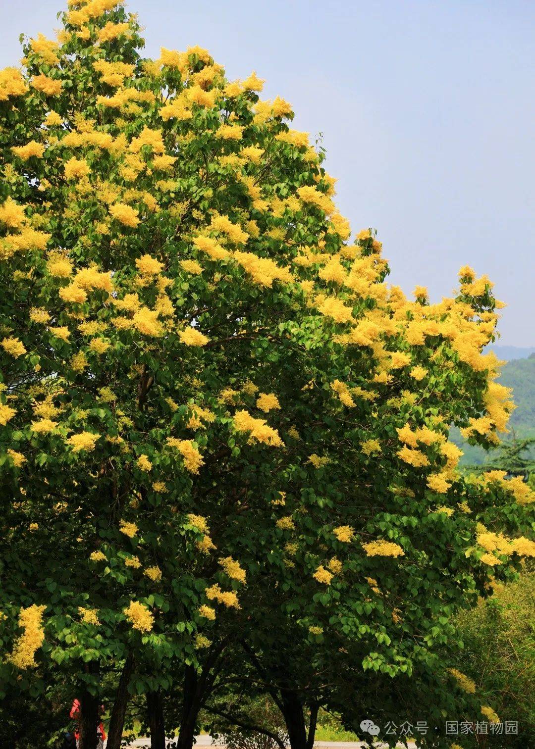金园丁香是国家植物园(北园)拥有自主知识产权的丁香品种.