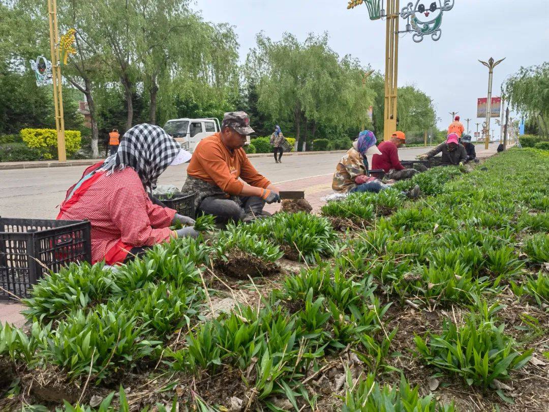 江川农场打造花海景观带 擦亮农旅文化"名片"