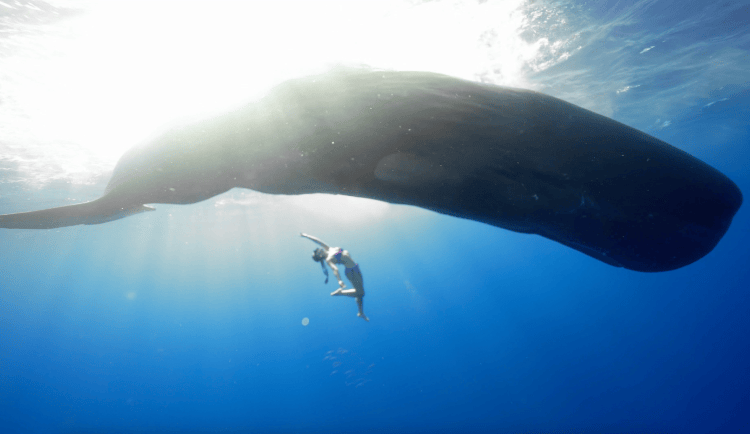 cq girl swimming with a sperm whale "family" for one minute