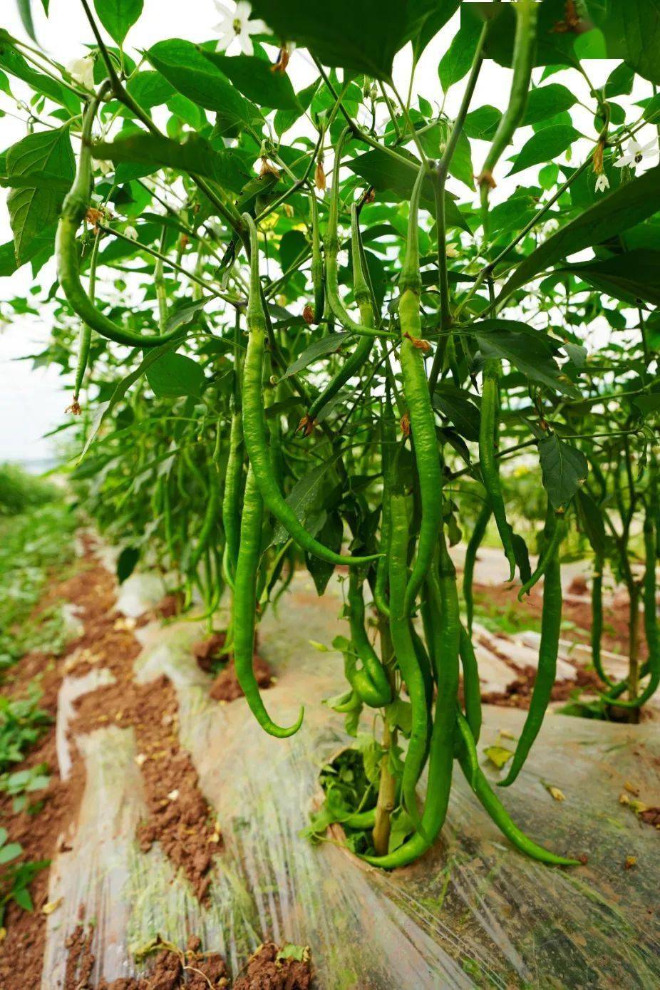 致富经小吃(致富经美食全集)