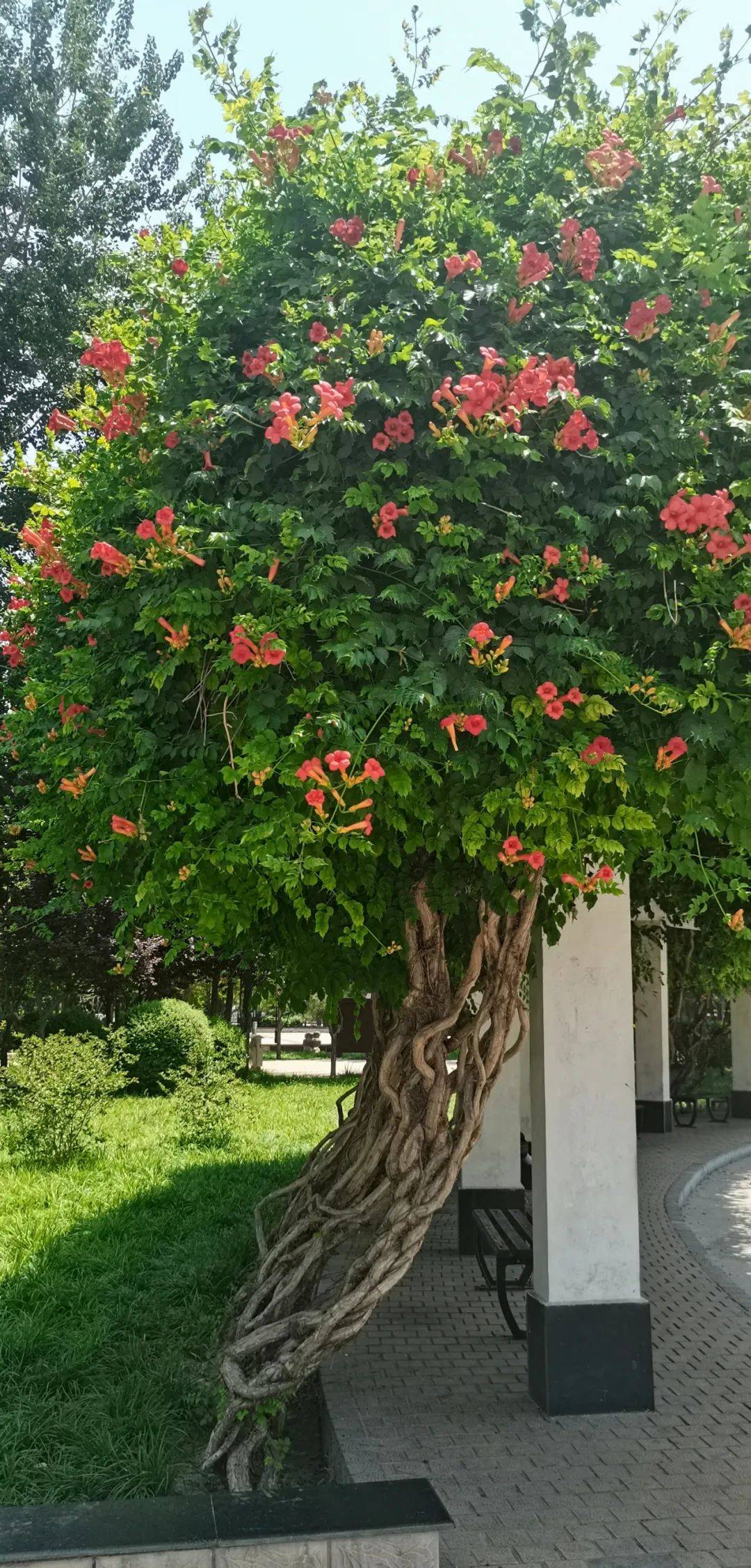 安阳赏花指南——贞元广场凌霄花