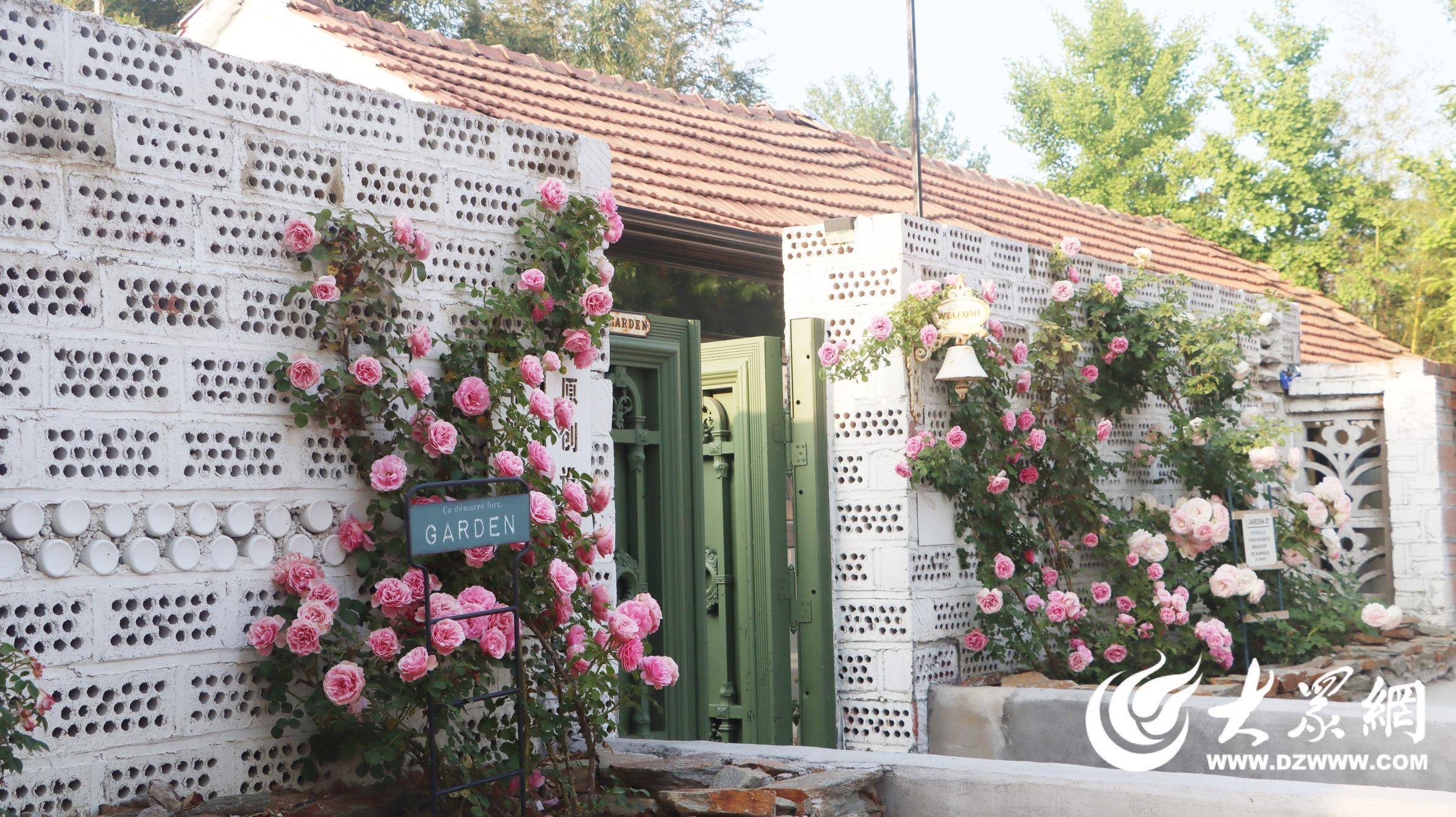 初夏时节 日照高新区河山镇春风十里蔷薇花盛开