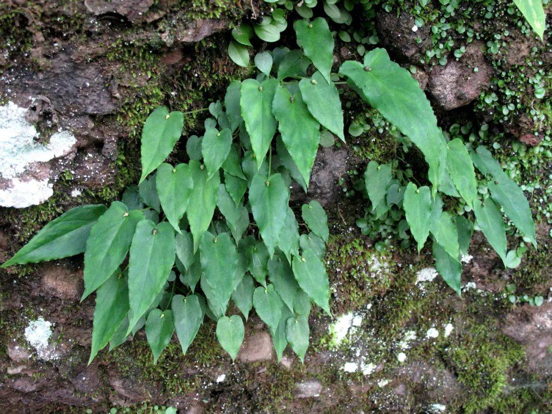 宁波丹霞,珍稀岩生植物聚宝盆