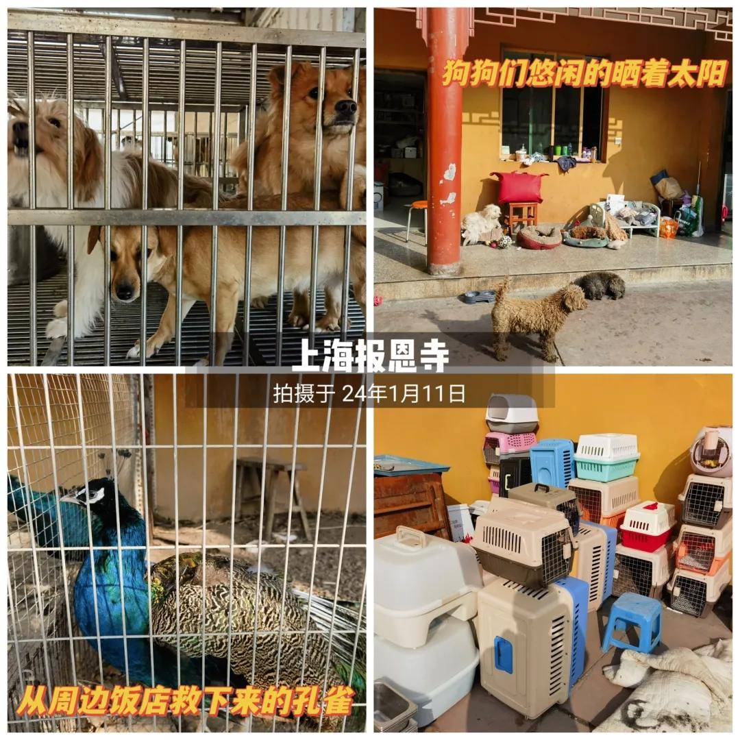 上海报恩寺普渡众生身陷困境,恳请大家伸出援手共渡难关!