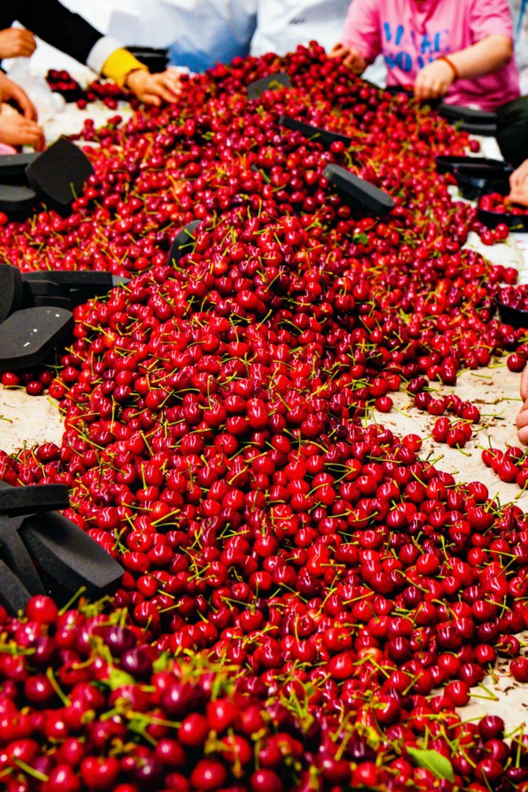 在烟台众多区市中,福山区是烟台大樱桃的主产地,被国家命名为"中国大