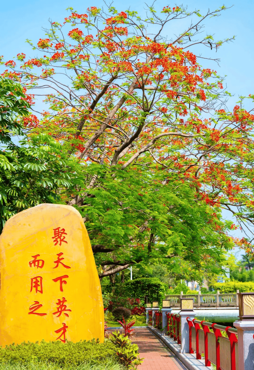 满城凤凰红,惊艳了整个中山!