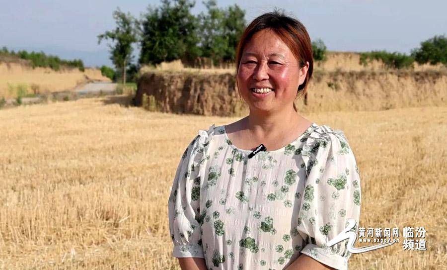 视觉临汾:翼城县34万亩小麦喜开镰