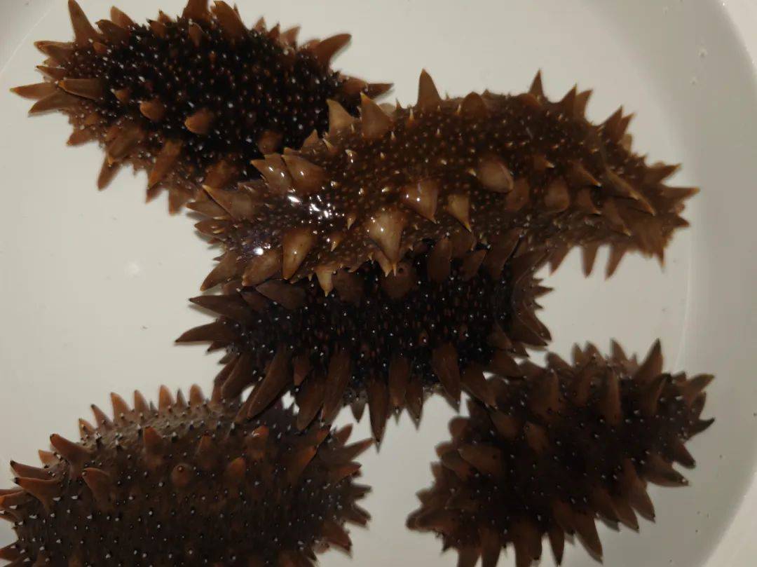 山东海洋明波水产太牛!突破红九棘鲈等多个名贵鱼类人工繁育